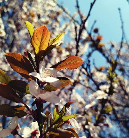 红叶李的花语——爱的宣言（红叶李花的花语及其象征意义）