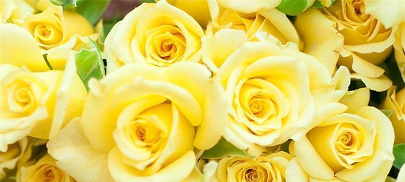 黄玫瑰的花语与意义（探索黄玫瑰的美丽和象征意义，寓意与传统花语的不同之处）