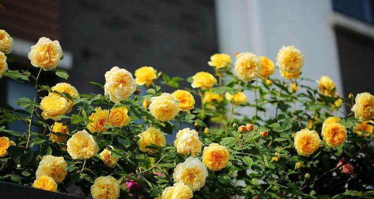 黄色月季花的象征与寓意（揭开黄色月季花的神秘面纱）