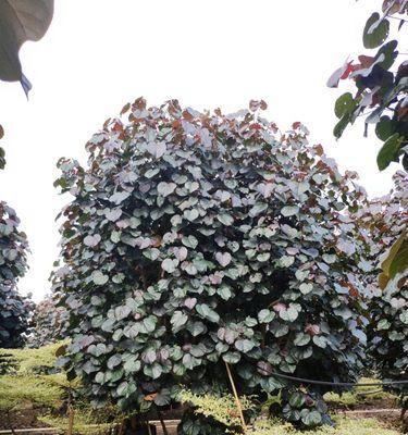 以假植苗是什么意思？（探讨农业领域中的假植苗现象）