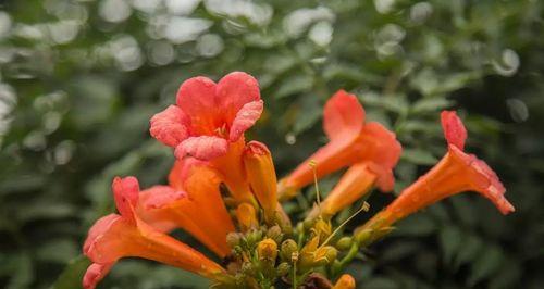 金钟花的花语（揭示金钟花的花语与象征）