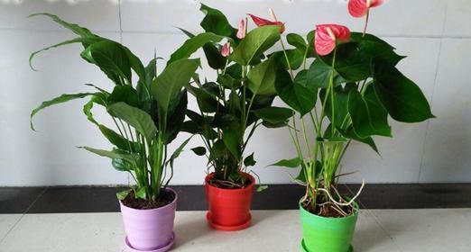 盆栽红掌的养殖方法（打造美丽室内花园，享受红掌的魅力）