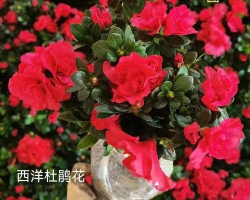 杜鹃花怎么养才开花（新手养杜鹃花的窍门）