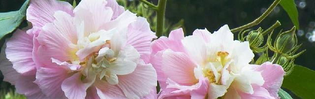 芙蓉花几月开放（关于芙蓉花的特点介绍）