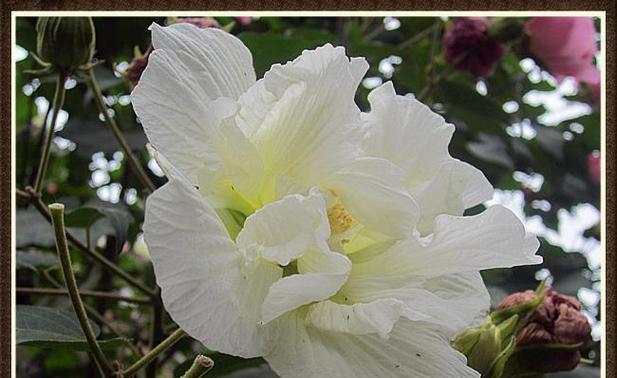 芙蓉花几月开放（关于芙蓉花的特点介绍）
