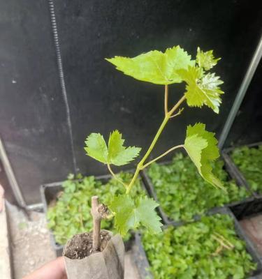 盆栽葡萄种植方法（葡萄的栽培技术与管理）