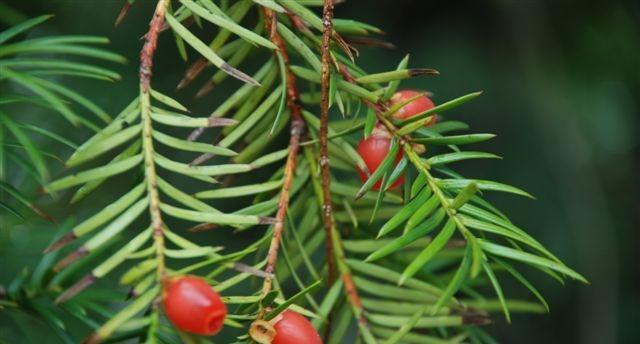 红豆杉种子怎么种植发芽（红豆杉种子种植方法步骤）