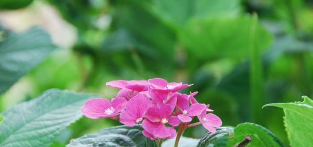 六月有什么花开（盘点六月具有代表性的花）