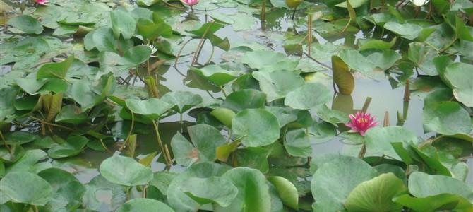 莲藕怎么种植方法（莲藕栽培与种植技术）