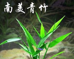 竹节草怎么养（竹节海棠养殖方法和注意事项）