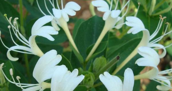 金银花怎样栽植（金银花的栽培管理技术）