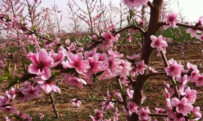 桃树种植时间和方法（描述桃树的种植技巧）