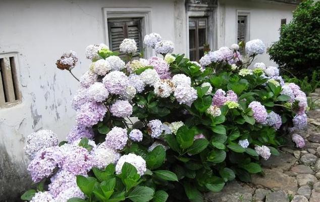 绣球花的种植方法是什么（有关绣球花的养护技巧）