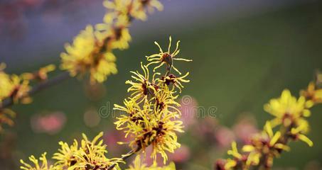 金缕梅是什么植物（关于金缕梅的简介）