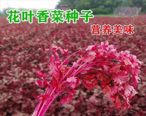 香菜怎么种植方法（香菜种植时间和方法）