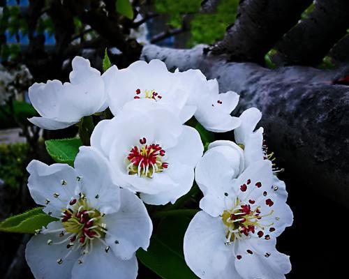 梨花几月开的最盛（有关梨花花期简介）