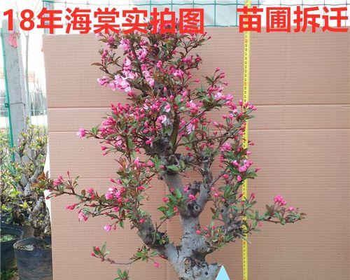 四季海棠花怎么养家庭养法（有关四季海棠花的养护要点）