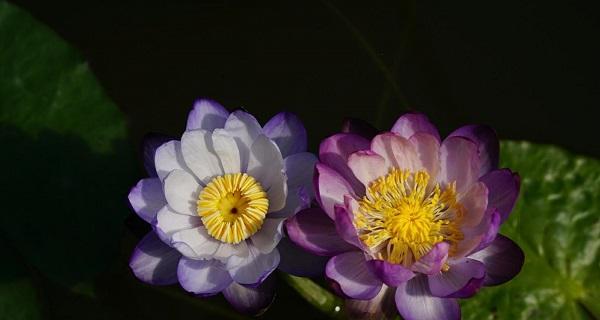 睡莲花期多久（有关睡莲的花期简介）