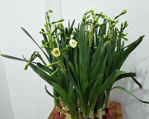 水仙花怎么养（水仙花的种植方法讲解）