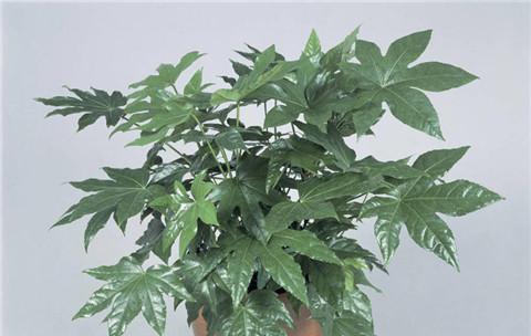 最耐阴的盆景树种有哪些（家里最耐阴的绿植排名）