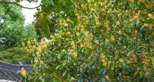 什么桂花树最名贵最香（有关桂花的种类介绍）