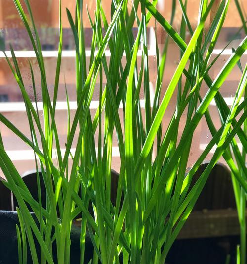 青蒜种植方法和时间（青蒜栽培管理技术）
