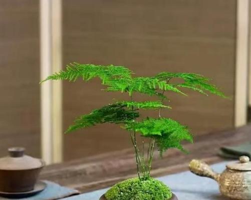 文竹叶子黄了怎么办（文竹黄叶原因及解决方法）