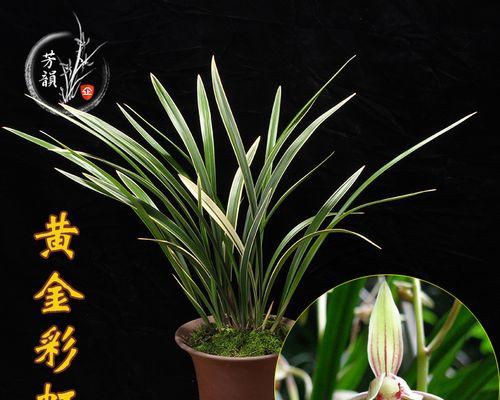 球兰花怎么养才能开花（球兰花的养护方法讲解）