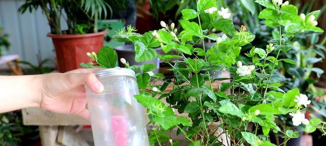 球兰花怎么养才能开花（球兰花的养护方法讲解）