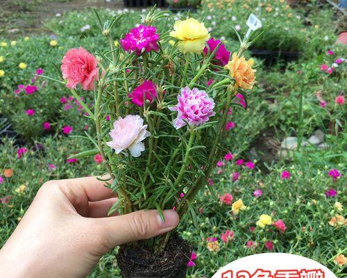 太阳花怎么种植（教你简单养护太阳花的技巧）