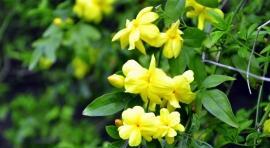 迎春花是什么季节开的（有关迎春花的花期时间）