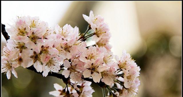 三月开的花有哪些（三月具有代表性的花推荐）