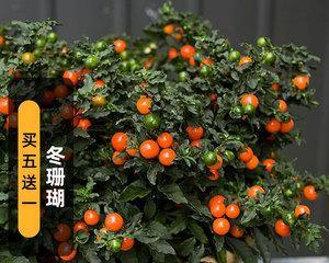 观果植物品种有哪些（常见有趣的观果植物推荐）