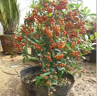 观果植物品种有哪些（常见有趣的观果植物推荐）