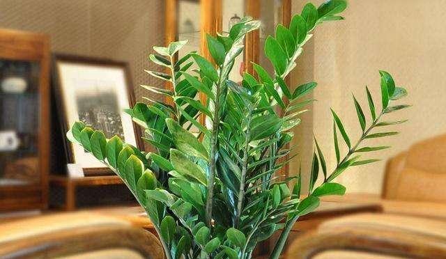 客厅最旺宅的植物有哪些（适合室内养的植物排名）