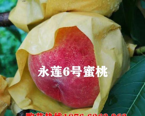 如何种植桃树（分享桃树栽培技术）