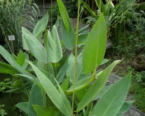 再力花的种植方法