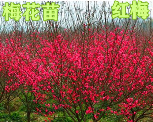榆叶梅盆景怎么栽植（榆叶梅盆景的养护与管理）