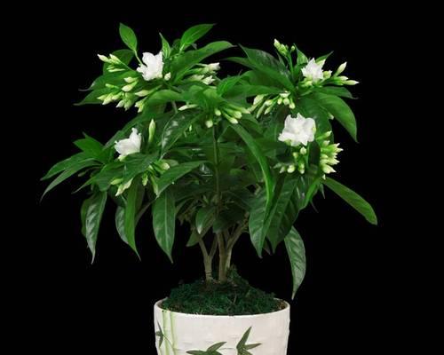 室内花卉盆景有哪些（适合室内养的花推荐）