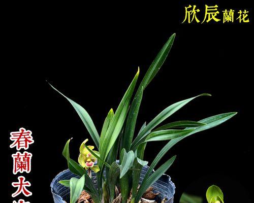 中国兰花有哪些种类（最常见的兰花品种排名）