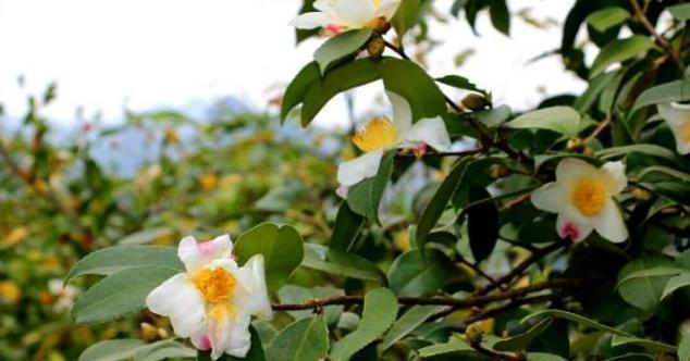 油茶种植栽培技术（掌握油茶种植技巧，打造高产优质果园）