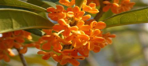 桂花品种哪个好（盘点六大好看的桂花种类）