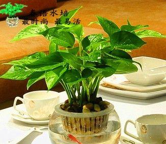 最的水培植物有哪些（盘点六种又旺宅的植物）