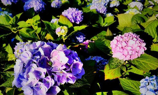 一年四季都有什么花开放（盘点6种四季常开的花）