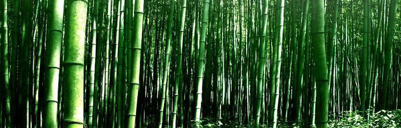 竹子属于树还是草（分享竹子的特点）