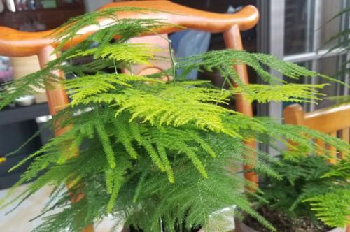 怎样养文竹更茂盛（让你的文竹更加美丽健康的养护技巧）