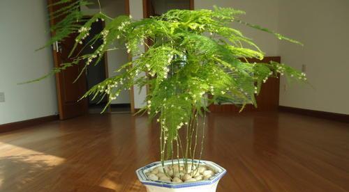 怎样养文竹更茂盛（让你的文竹更加美丽健康的养护技巧）