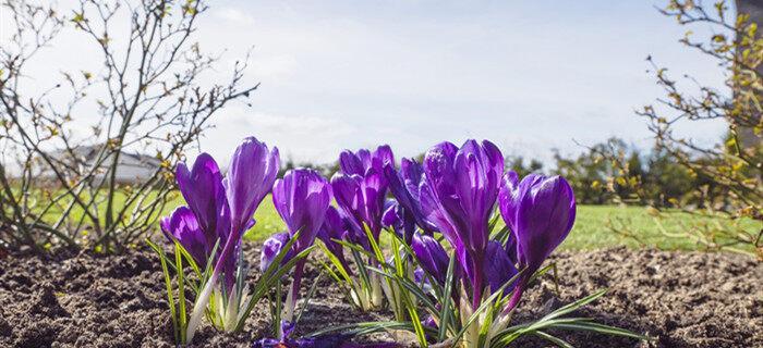 番红花种植方法和时间（了解番红花的养护知识）