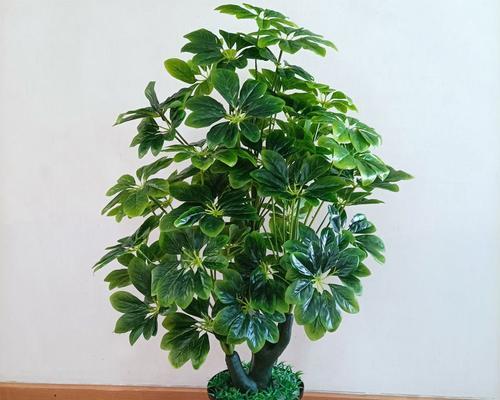 室内发财树多久浇一次水（详解发财树养护知识）
