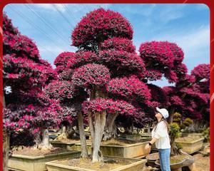 红花继木盆景怎么养（红花继木盆栽种植方法）